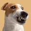 KALB
