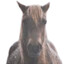 evil and intimidating horse