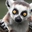 Lemur