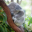 Çılgın Koala