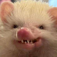 ✰мαנѕтєя✰™