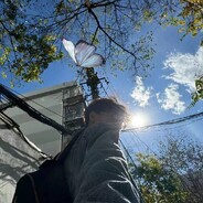 海蜇皮凉拌青木瓜