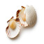 Scallop