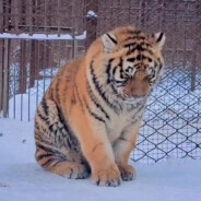 番茄酱天下第一