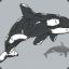 Orca