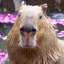 Sir Capybara