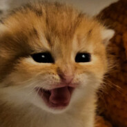 Cat. (Batterychugger)