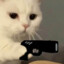 1yo talented cat