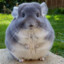 The Mysterious Chinchilla