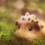幻灭媛