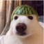 Melon Doggo