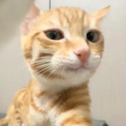 重生之我是帅气小喵