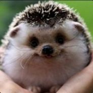 Hedgehog