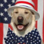 American Dog