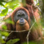 Your Orangutan friend