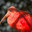 Big Red Bird's avatar