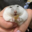 Hungry The Hamster's avatar