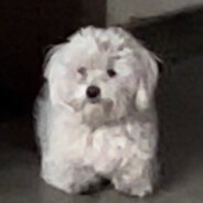 颠三倒四过日子