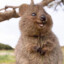 Quokka