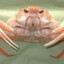 CRABIK