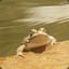 FrogGod