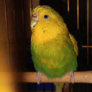 Free Bird