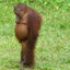 pongo
