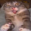 котяра