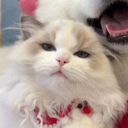 至尊无敌龙傲棠