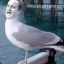David Cameron&#039;s Pet Seagull
