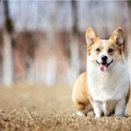 雅美族的雅美蝶