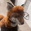 pawsjob