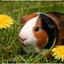 Guinea_Pig