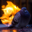 .cool Pigeon