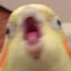 parrot