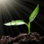 *SeeDLinG*