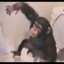 Its a monkey in my bathroom