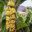banana tree
