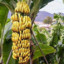 banana tree