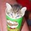 Pringle Cat