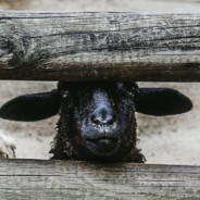 ḄĺẳĉḱṤḧȇęṕ