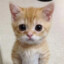meow