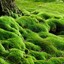 Moss