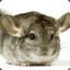 Chinchilla