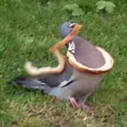 直布罗陀前辈也不想你的丈夫失去工作吧