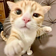 Капитан клиторчу