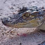 L_Alligator