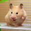 Juanchuu el hamster