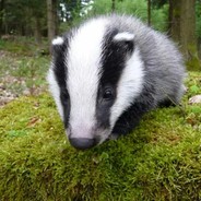 Badbadger