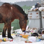 Бомжеконь